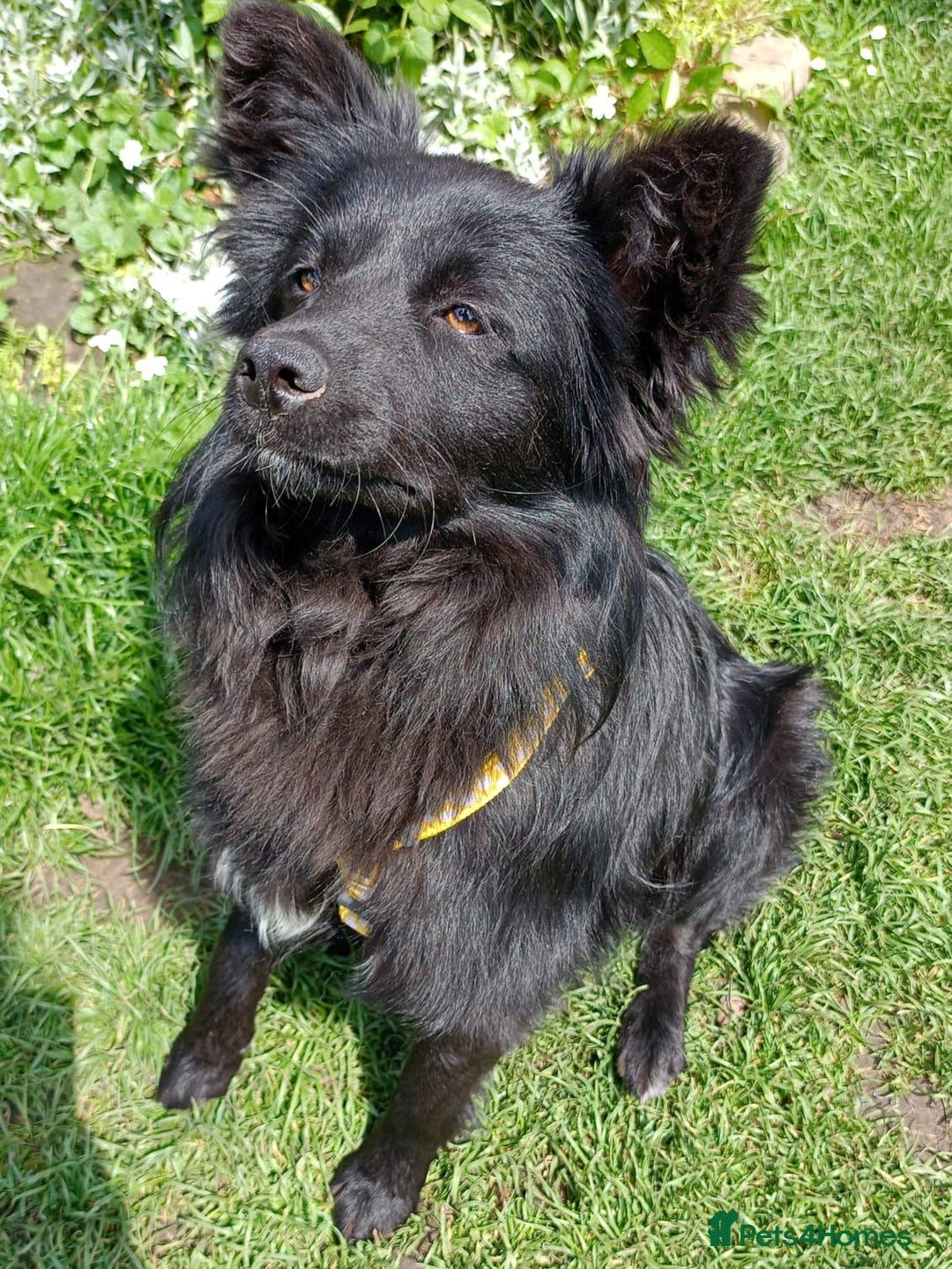 Mixed Breed dogs for adoption: 💖🐶 LILU JET 🐶💖 - Image 5