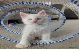 Maine Coon cats for sale: Maine Coon Kittens some polydactyl - only 2 left! - Image 11