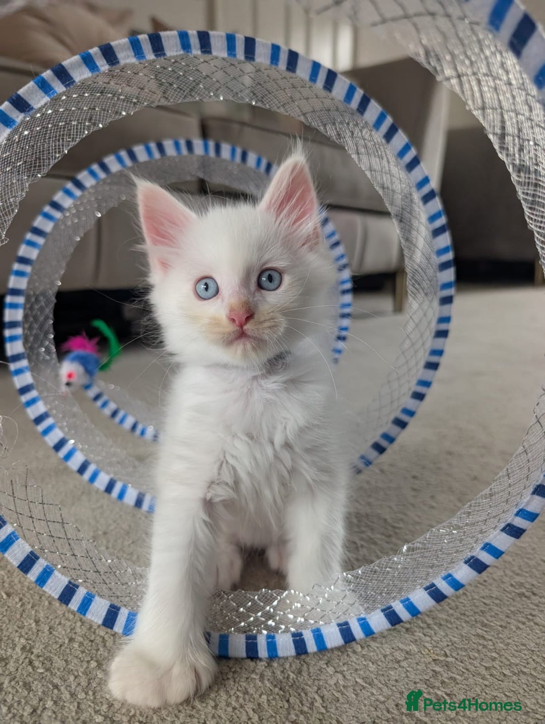 Maine Coon cats for sale: Maine Coon Kittens some polydactyl - only 2 left! - Image 11