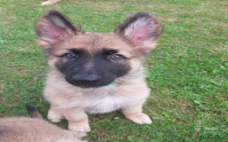 German Shepherd dogs for sale: Straight back gsd puppies  - Image 2