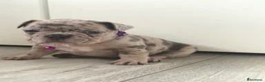 Puppy 6 Dottie 💜 blue Merle girl