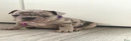 French Bulldog dogs for sale: Stunning French bulldog puppies  - Advert 2