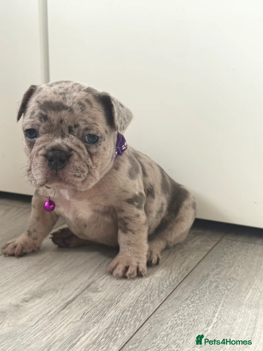 French Bulldog dogs for sale: Stunning French bulldog puppies  - Advert 2