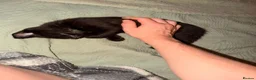 Mixed Breed cats for sale: 2 adorable black kittens available in Sutton-in-Ashfield - Advert 3