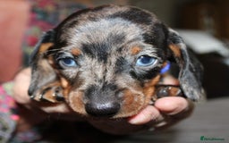Dachshund dogs for sale: Miniature Dachshund Puppies for Sale - Image 3