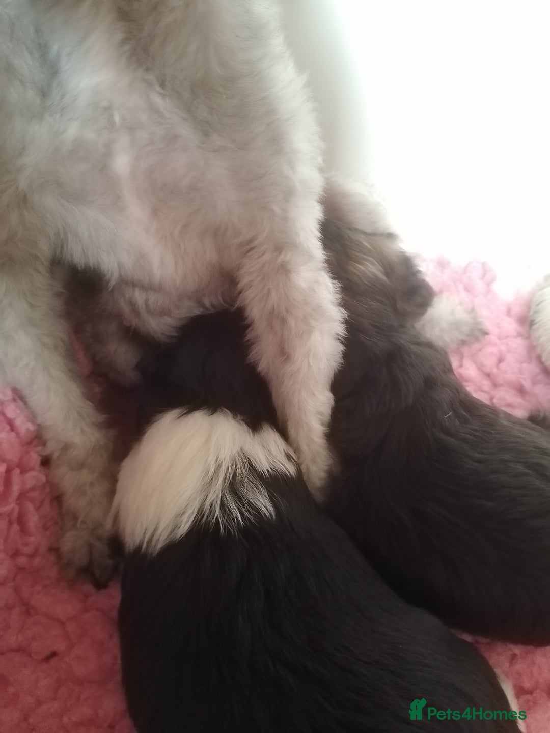 Mixed Breed dogs for sale: Toy Poodle X Biewer Terrier  - Image 5