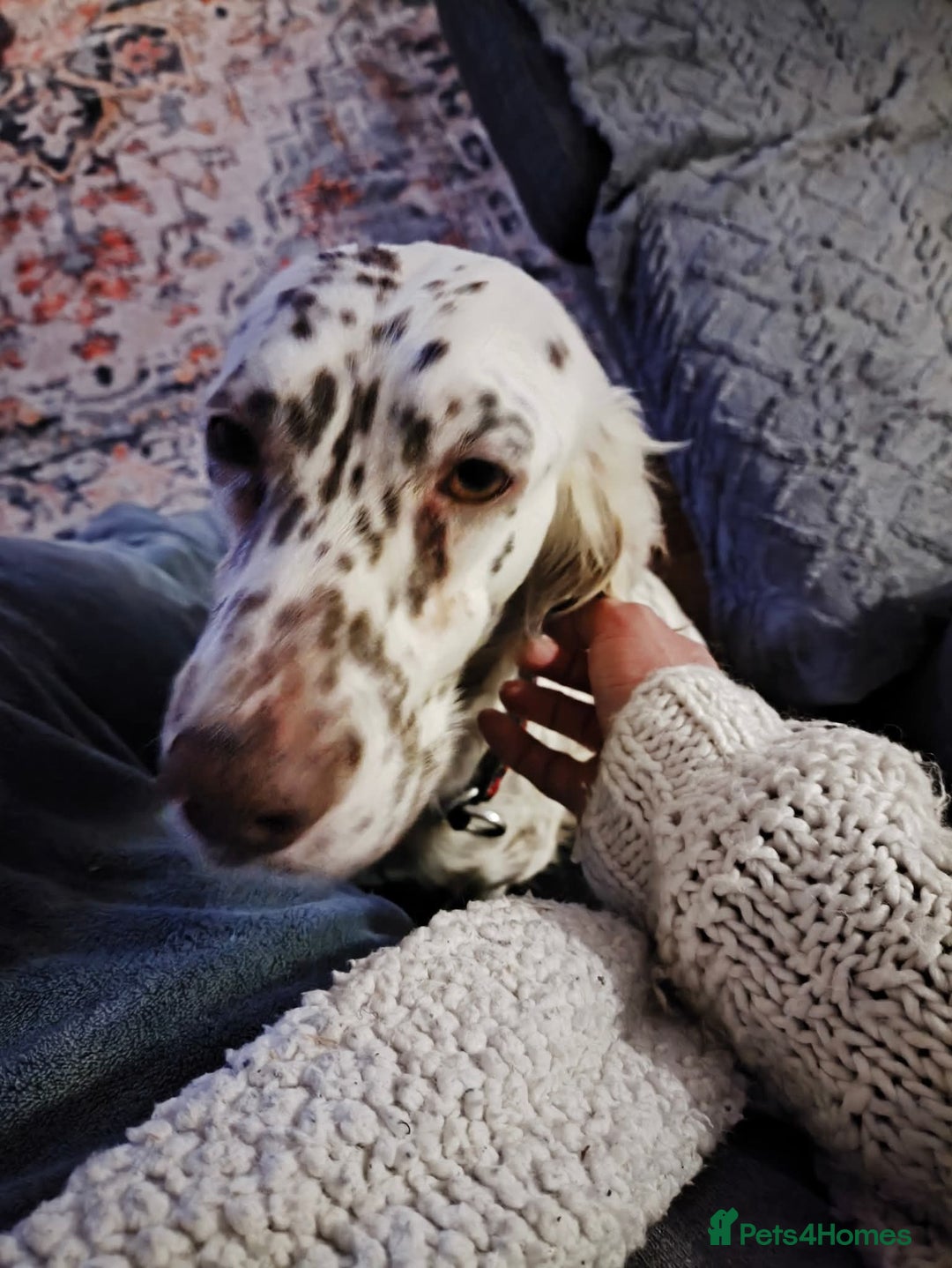 English Setter dogs for adoption: Sula. English setter - Advert 5