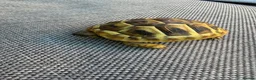 Hermann Tortoise reptiles for sale: 3 x Herman Tortoise Hatchlings - 1 year old - Advert 2