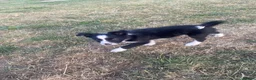 Border Collie dogs for sale: 1 little girl looking for a forever home  - Advert 4