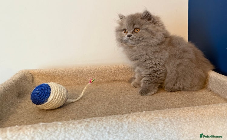 British Longhair cats - Advert 2