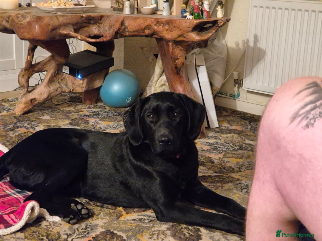 Labrador Retriever dogs for sale: Black labrador - Advert 1