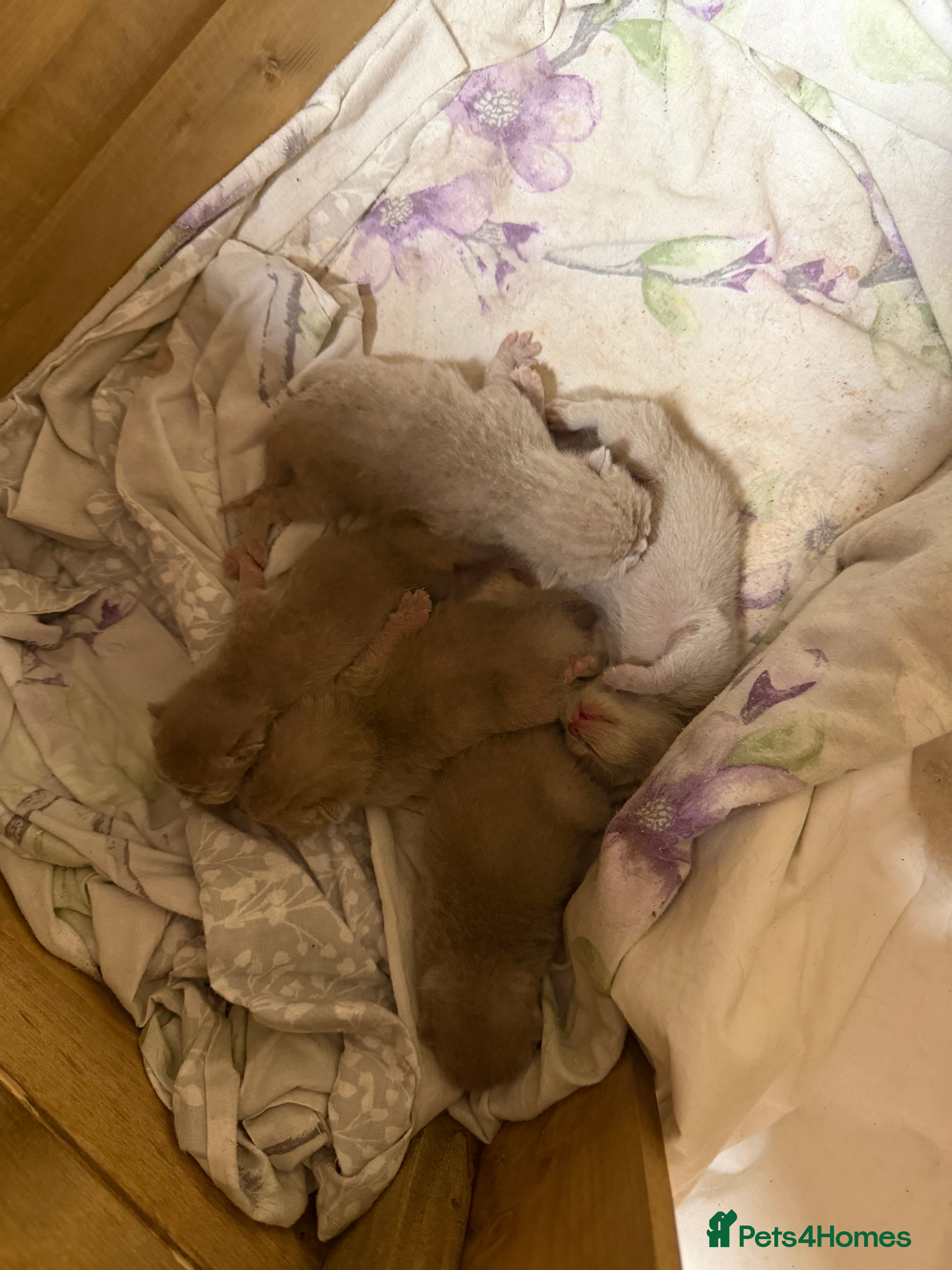 British Shorthair cats 5 kittens available start of MAY - Advert 1