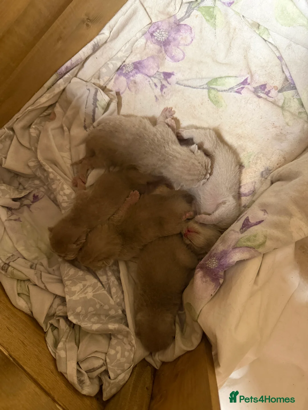 British Shorthair cats for sale: 5 kittens available start of MAY - Advert 1