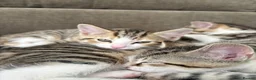 Mixed Breed cats for sale: The most adorable kittens for sale in London - Advert 9