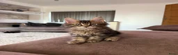 Maine Coon cats for sale: XL Russian Cubs 💙 - Advert 23