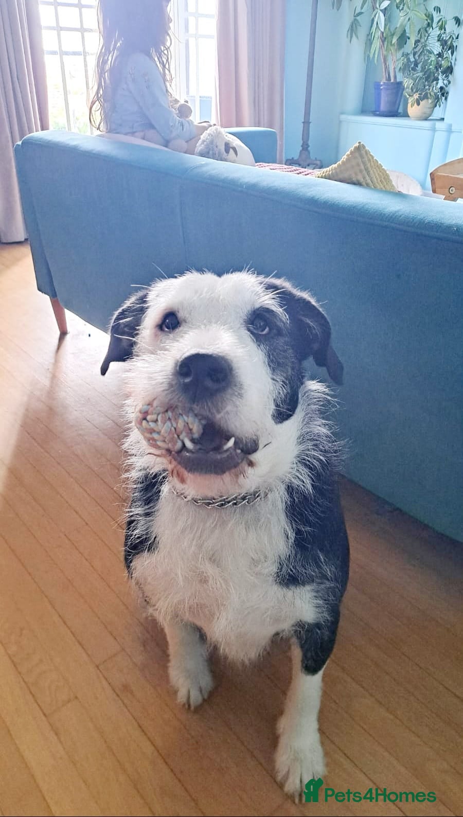 Mixed Breed dogs for sale: 2 yr old female Bulldog/Old English Sheepdog Mix - Advert 6