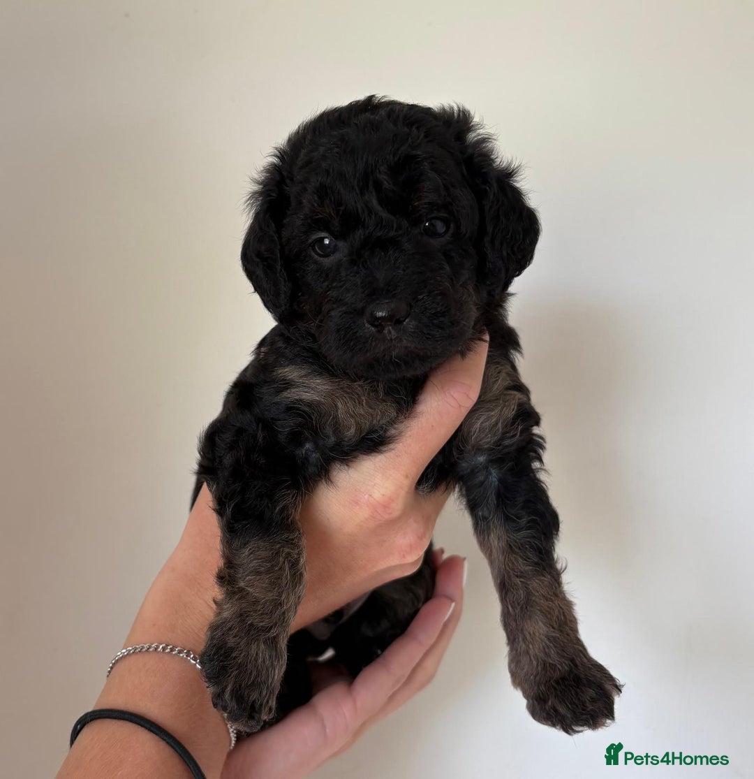 Jackapoo dogs for sale: Gorgeous Jackapoo X Toy Poodle pups  - Image 2