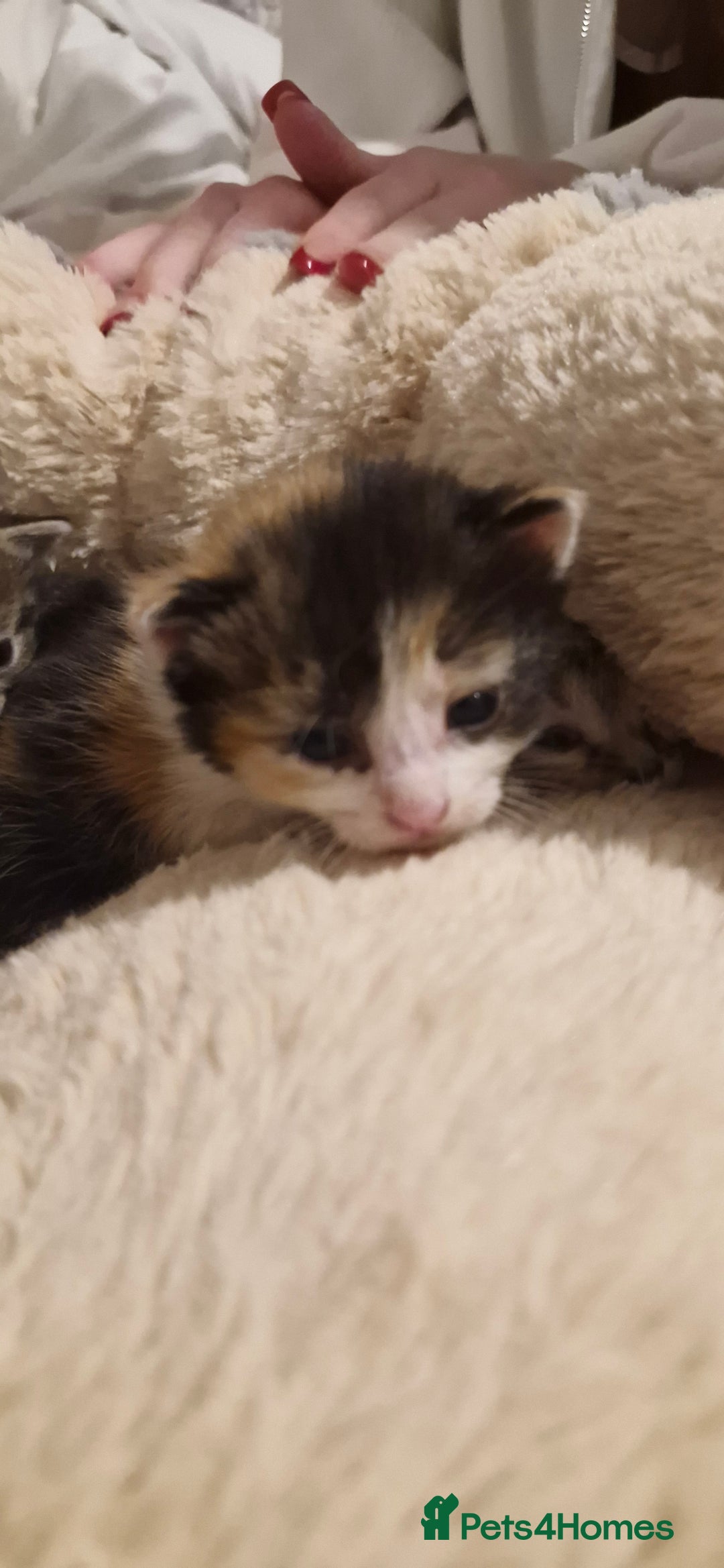 Mixed Breed cats for sale: Kittens looking for their forever homes - Advert 4