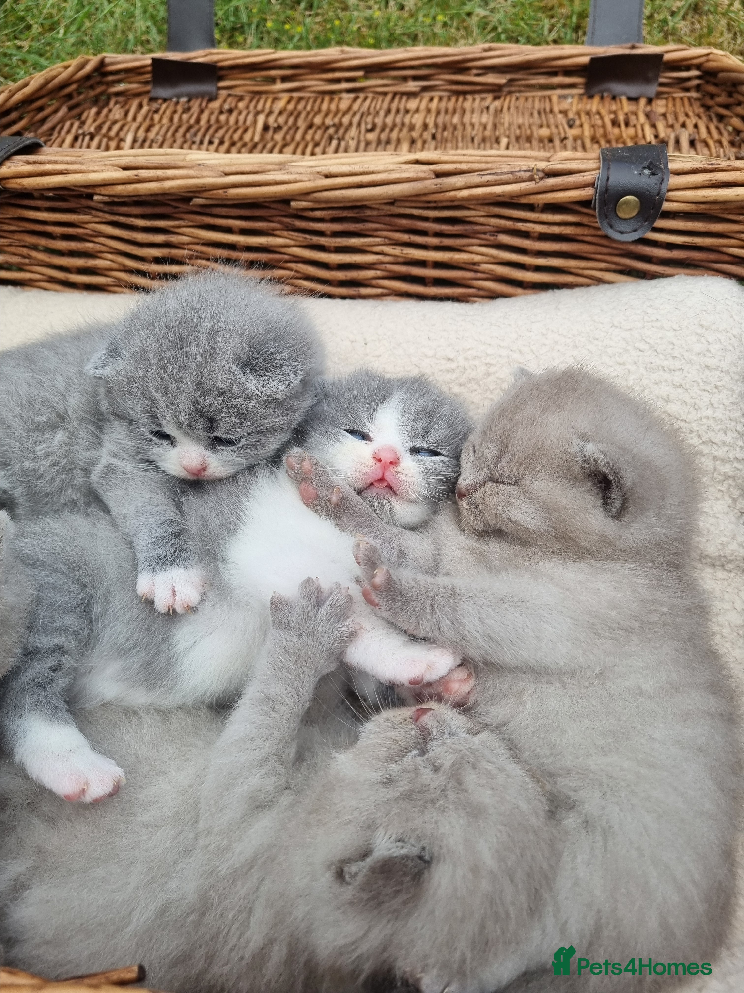 Scottish Fold cats for sale: 6 Scottish fold kittens  in Grays - Advert 3