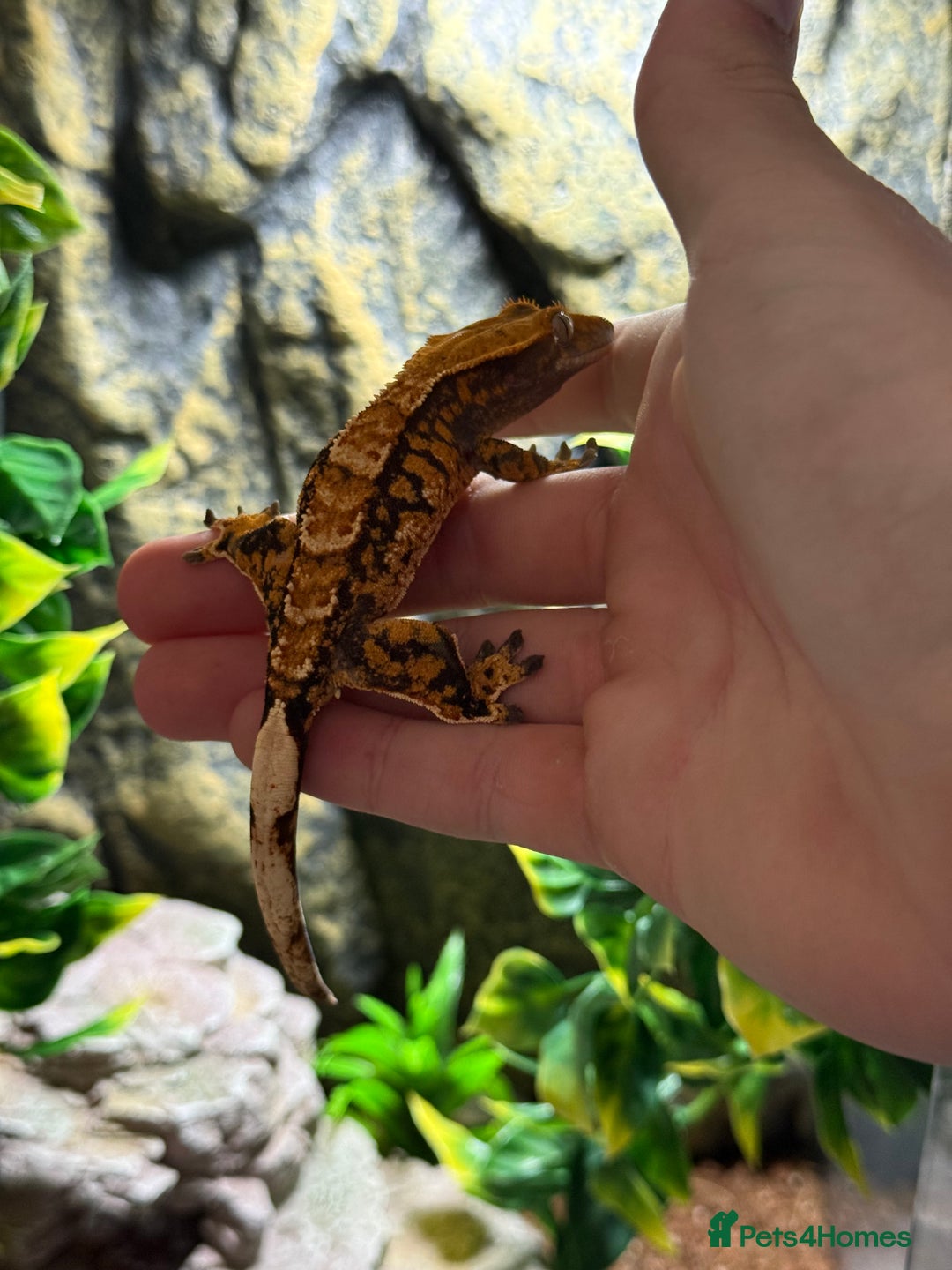 Gecko reptiles for sale: Crested Geko - Image 3