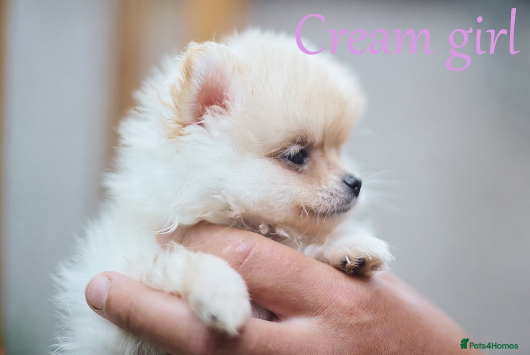 Pomeranian dogs for sale: KC Pomeranian puppies (Korean lines) - Image 30