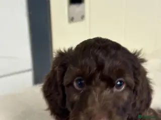 Cockapoo dogs F2B cockerpoos - Advert 1