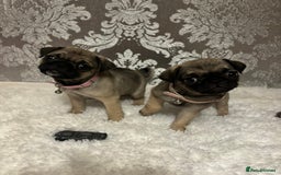 Pug dogs for sale: 2 beautiful girl pugs - READY NOW !!! - Image 1
