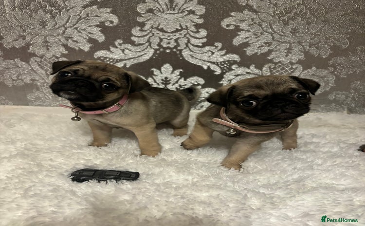 Pug dogs - Advert 1