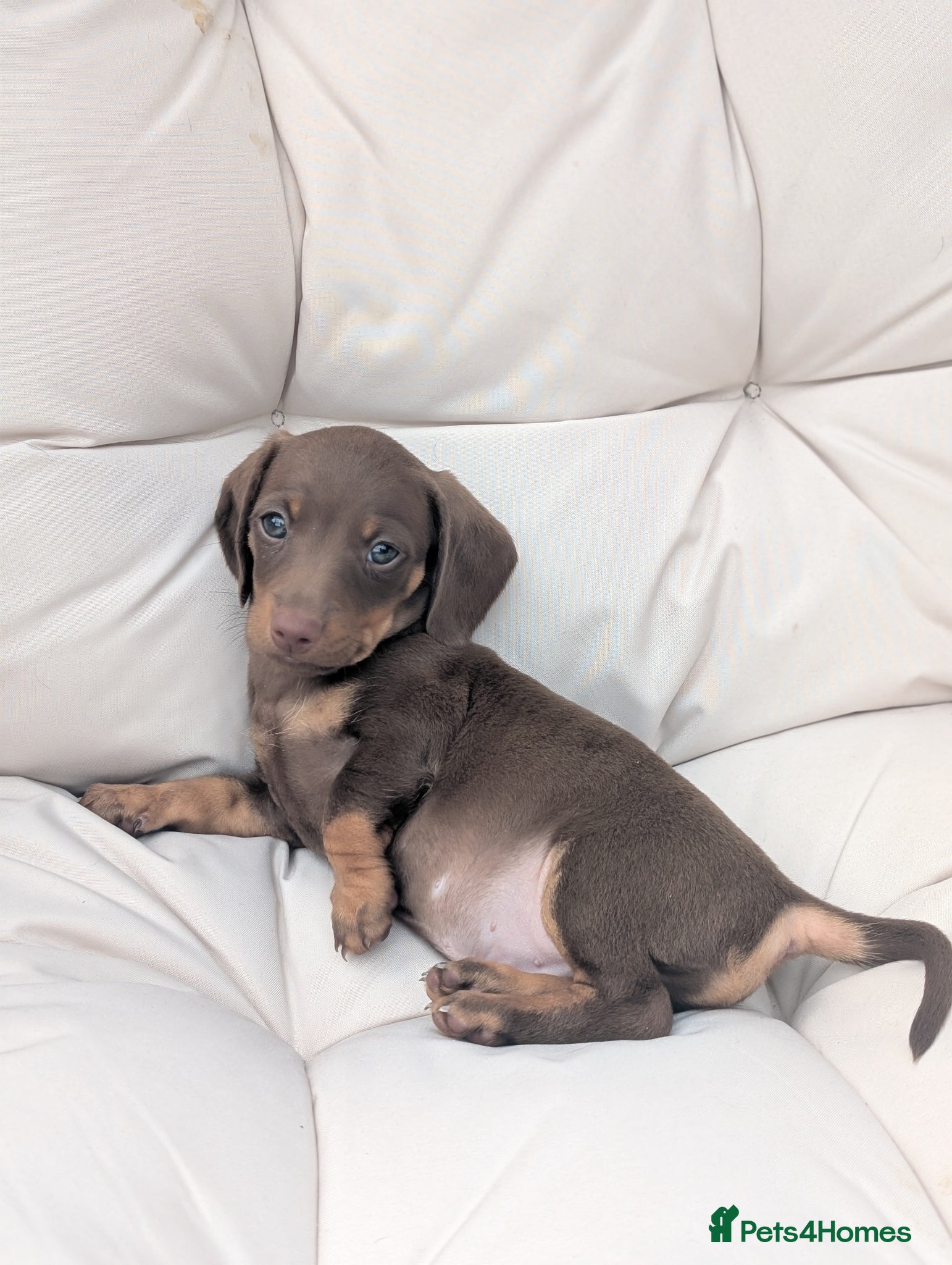 Miniature Dachshund dogs for sale: Longhaired and smooth miniature dachshunds  - Advert 6