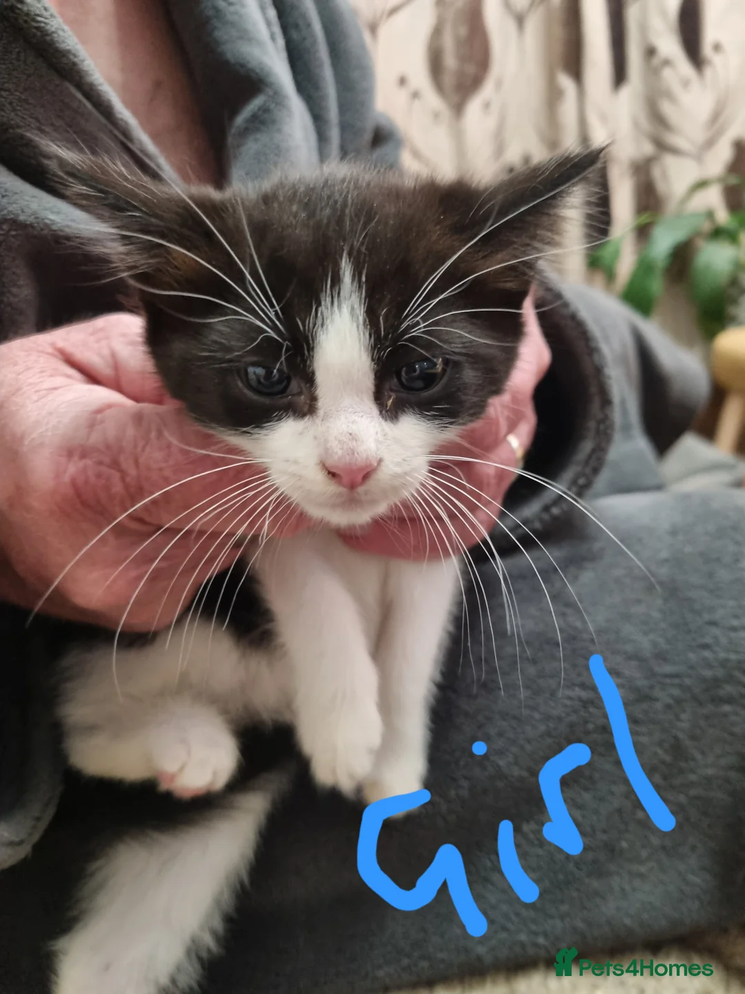 Mixed Breed cats for sale: 4 Beautiful playful kittens - Advert 2