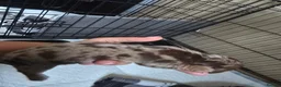 Miniature Dachshund dogs for sale:  Miniature Dachshund Puppies Available 🐾 - Advert 10