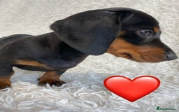 Miniature Dachshund dogs for sale: Miniature duscuhund  - Image 11