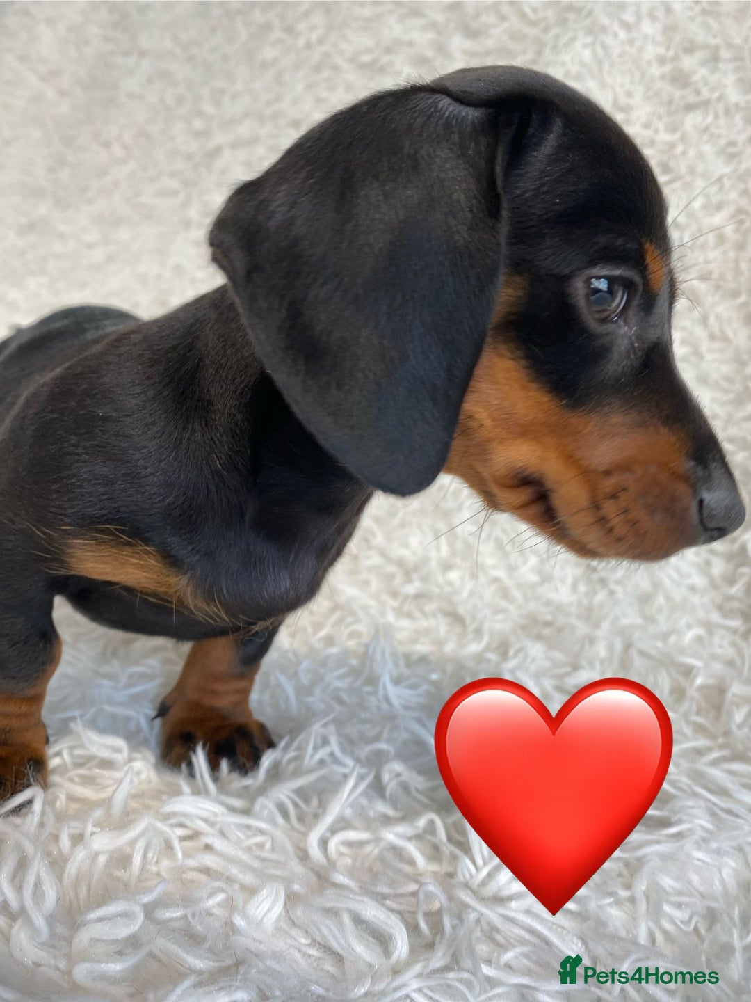 Miniature Dachshund dogs for sale: Miniature duscuhund  - Image 11