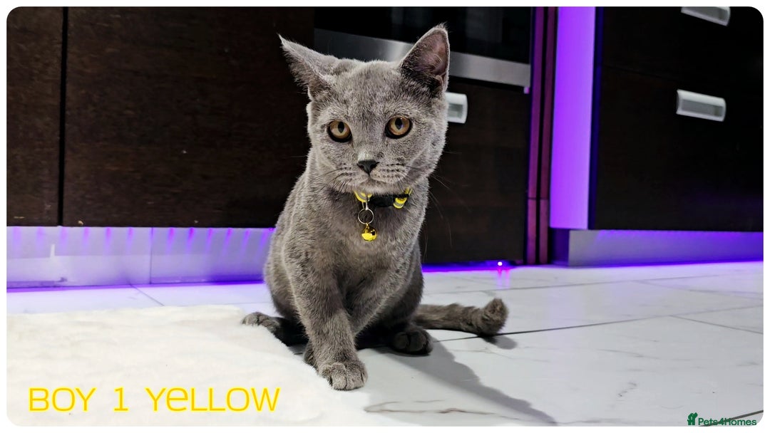 British Shorthair cats for sale: British  Blue Kittens (Delivery  available) - Image 7
