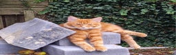 Mixed Breed cats for sale: Male Long haired ginger cat - Advert 6