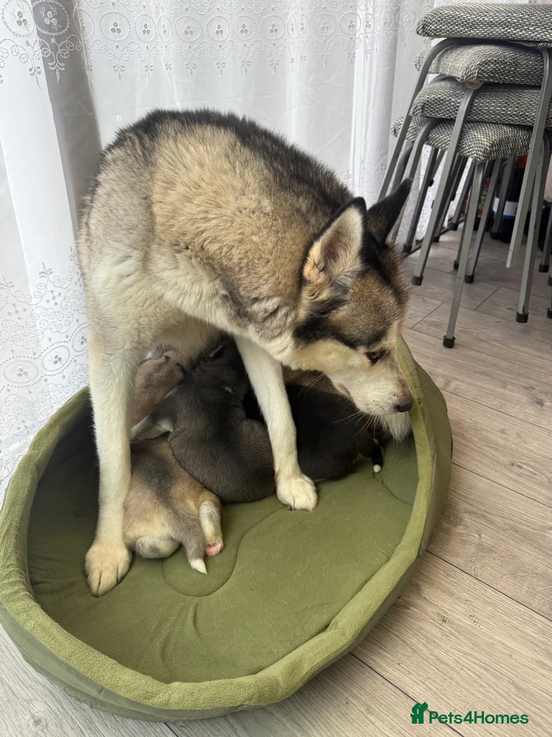 Siberian Husky dogs for sale: Puppies Siberian Huskies  - Advert 13