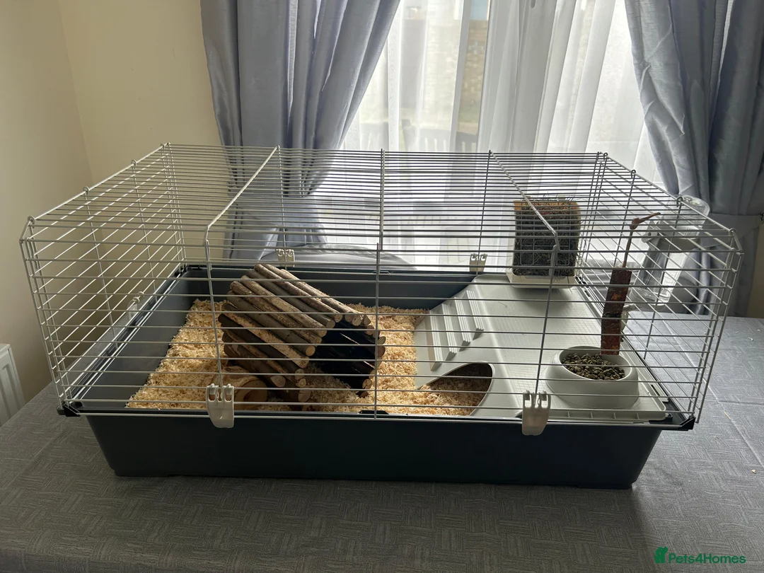 Guinea Pig rodents for sale: 2 beautiful Male Guinea Pigs  - Advert 2