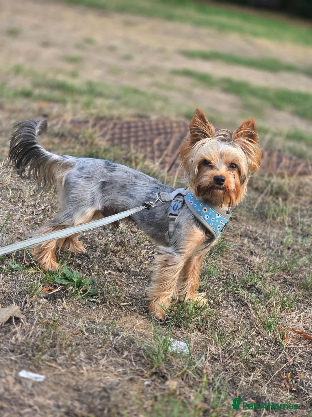Yorkshire Terrier dogs for stud: Handsome Yorkie Max in Southampton - Advert 2
