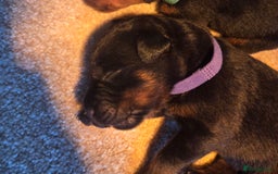 Rottweiler dogs for sale: Rottweiler  - Image 16