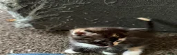 Mixed Breed cats for sale: 2 beautiful females kittens - Advert 7