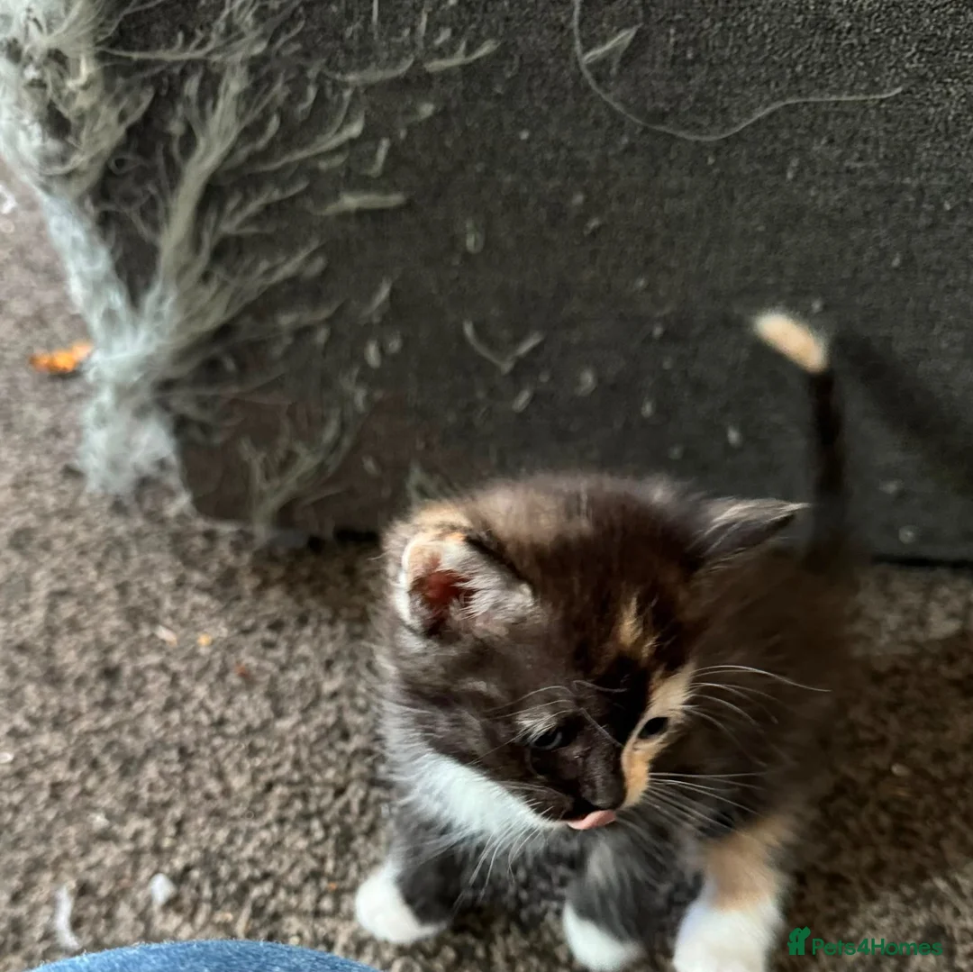 Mixed Breed cats for sale: 2 beautiful females kittens - Advert 7