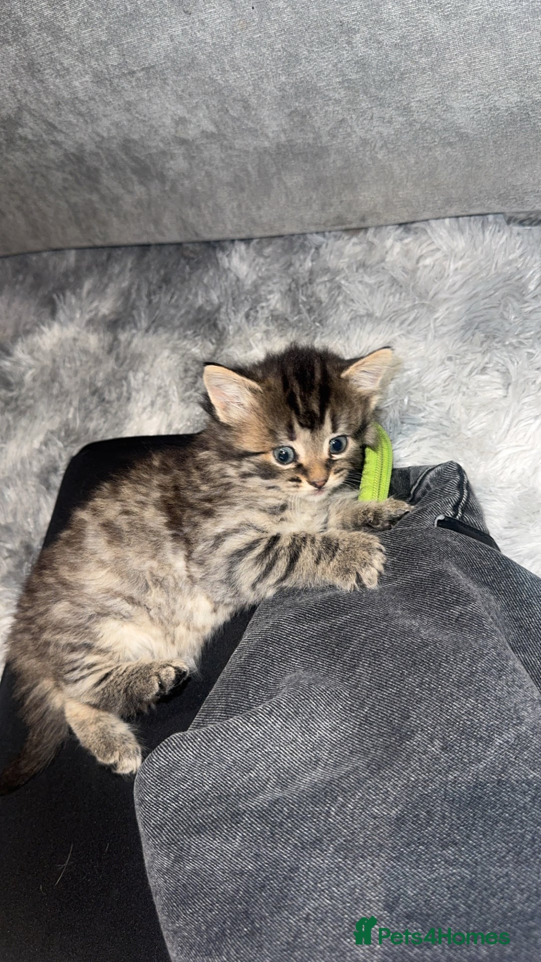 Mixed Breed cats for sale: Adorable male kittens - Advert 1