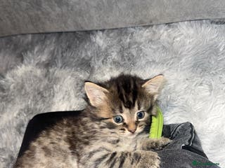 Mixed Breed cats Adorable male kittens - Advert 5