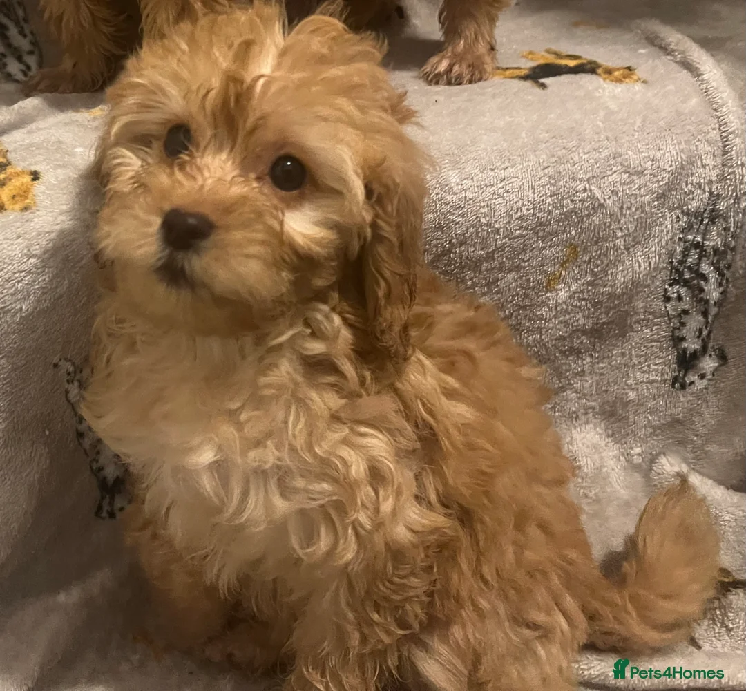 Cockapoo dogs for sale: Cockapoo puppies - Advert 10