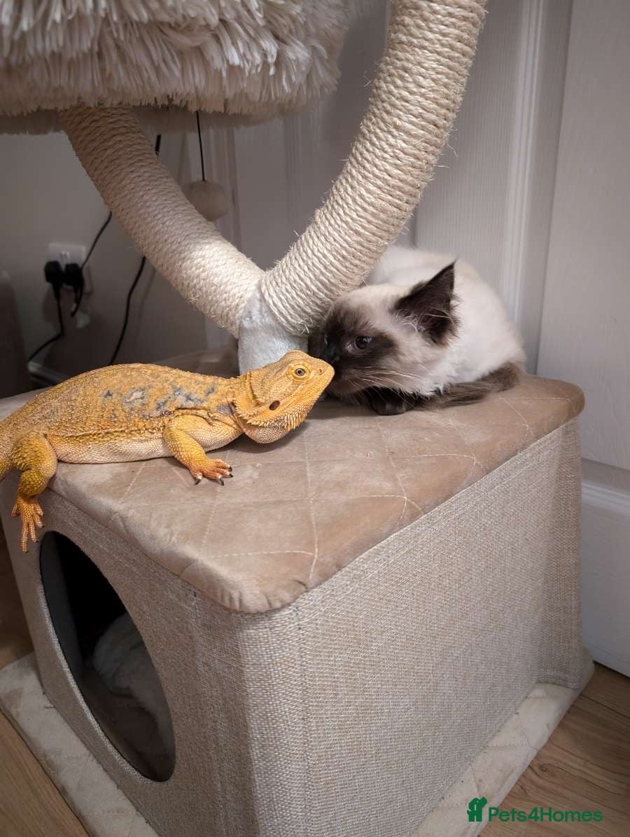 Bearded Dragon reptiles Bearded dragon - Advert 21