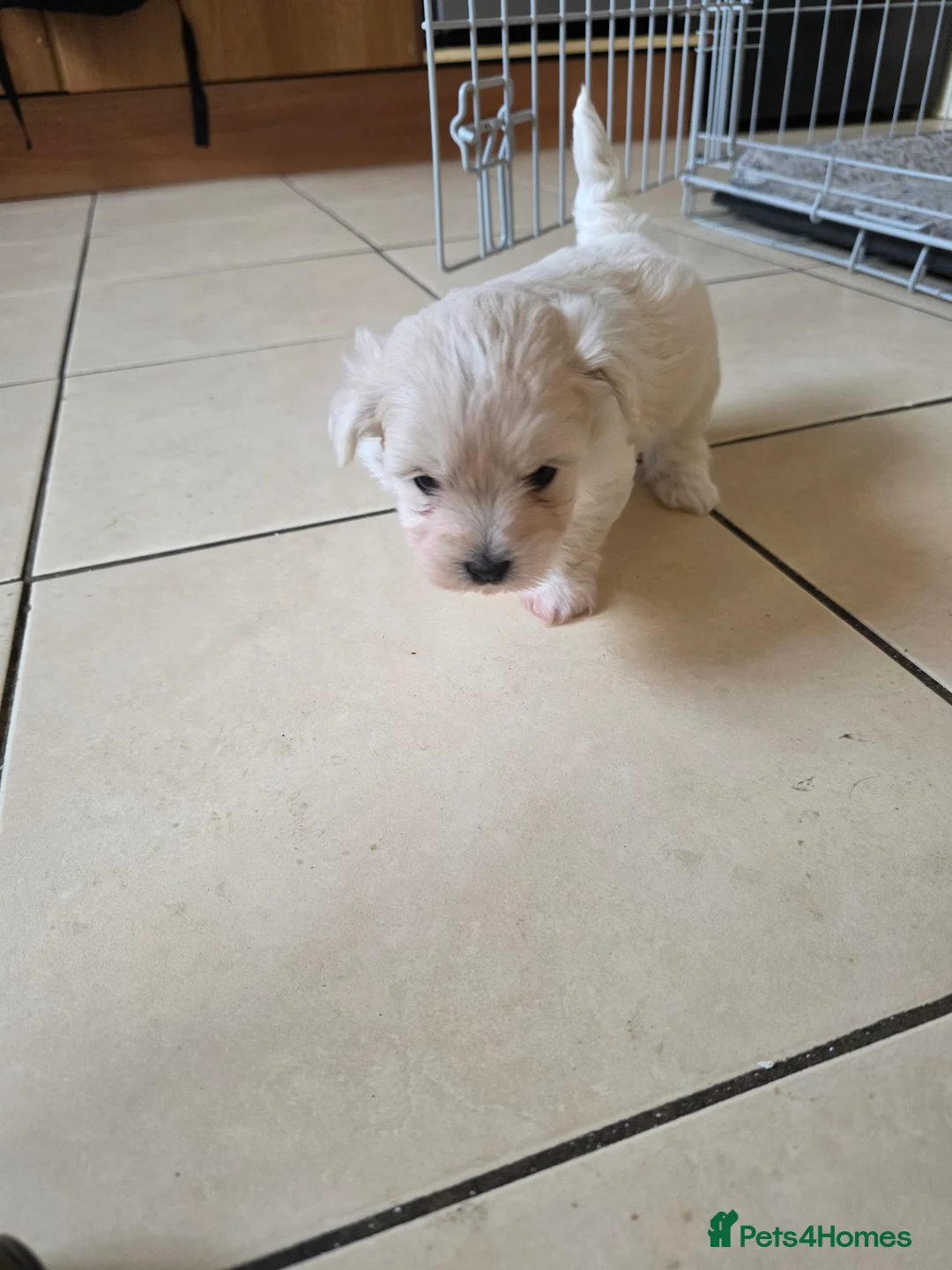Bichon Frise dogs for sale: Bichon puppies  in Ballymena - Advert 2