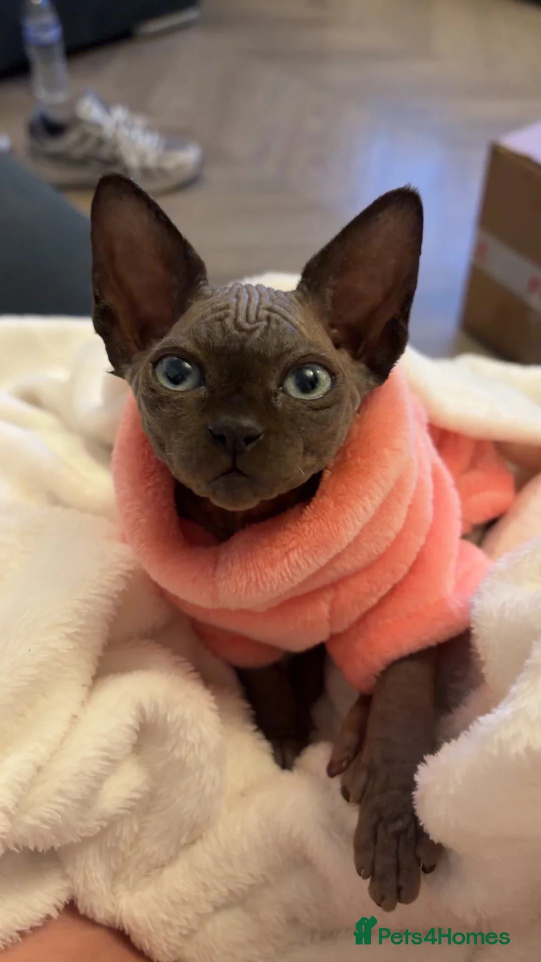 Sphynx cats for sale: Sphynx kitten - Advert 2