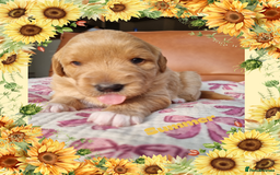 Australian Labradoodle dogs for sale: Stunning red F1b Australian Labradoodle puppies  - Image 3