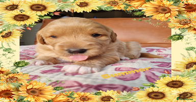 Australian Labradoodle dogs - Advert 6