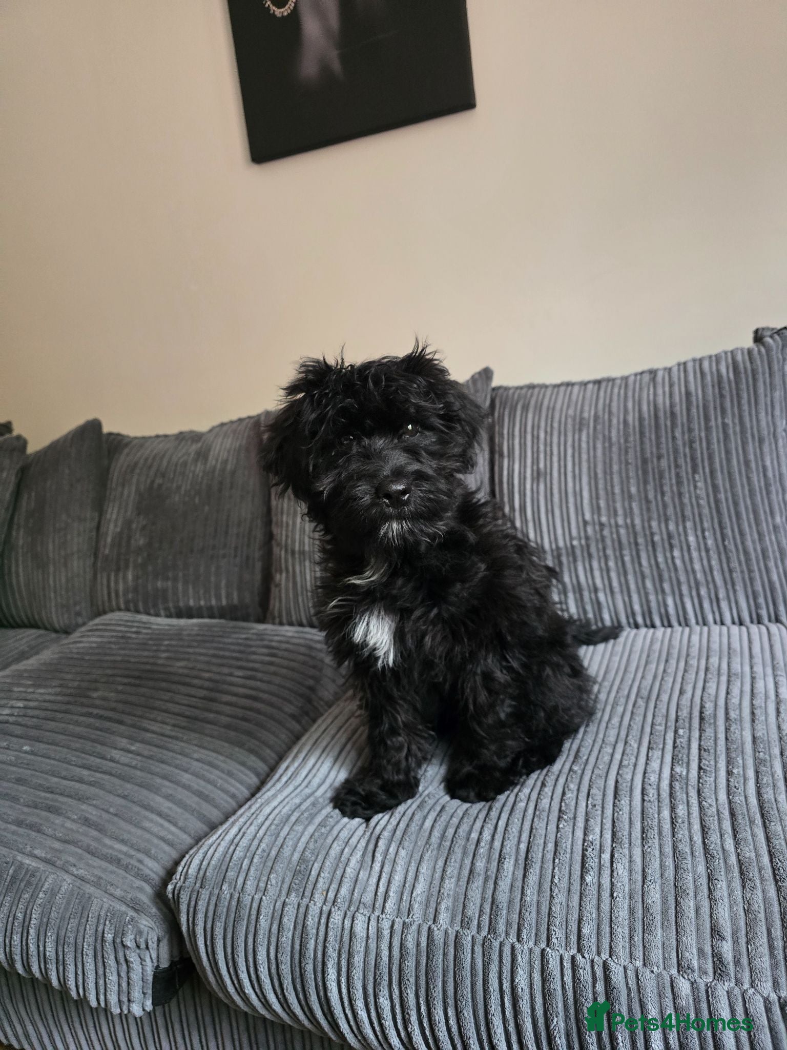 Cockapoo dogs Adorable 6-Month-Old Mini Cockapoo  - Advert 1